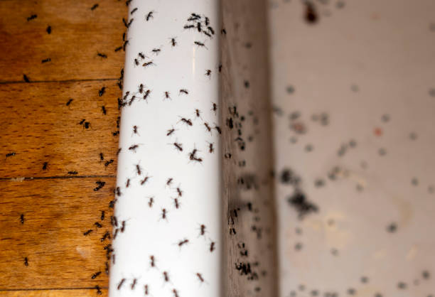 Best Emergency Pest Control  in Chesterfield, IN